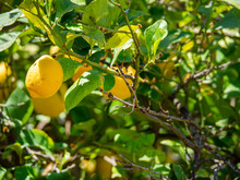 Lemons Growing On Lemon Tree. Bunches Of Fresh Yellow Ripe Lemons On Lemon Tree Branches In Garden. Lemons Hanging From A Tree Ready To Harvest. Citrus Limon.