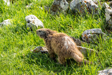 Curious Marmot In The Vercors, France