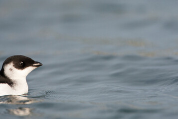 Wall Mural - Kleine Alk, Little Auk, Alle alle