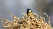 © AGAMI - Koolmees, Great Tit, Parus major