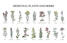 Medicinal Plants And Herbs Collection - Vintage Illustration From Larousse Du Xxe Siècle	