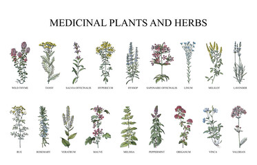 medicinal plants and herbs collection - vintage illustration from larousse du xxe siècle