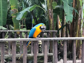 green and yellow macaw