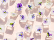 Floral ice cubes on the gray background. Edible flowers frozen in ice. Horizontal with space for text.