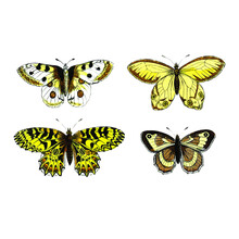 Set Of Vector Butterflies. High Definition Scientific Illustration. 