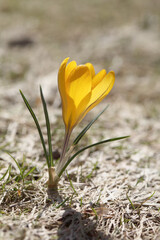 Fototapete - Crocuses yellow grow in the garden under the snow on a spring sunny day. Panorama with beautiful primroses on a brilliant sparkling background.