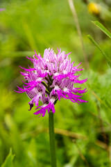 Wall Mural - Orchis italica