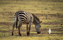 Selective Focus Shot Of A Grazing Zebra And A A Little White Cattle Egret Standing Next To It