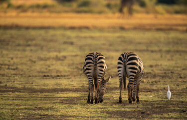 Sticker - Selective focus shot of Two Plain Zebras from the back grazing and a little white Cattle Egret