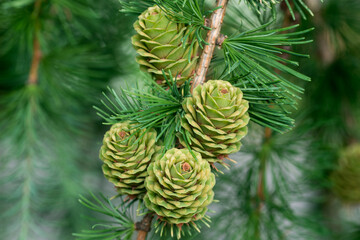 Wall Mural - green spring larch cones on twig closeup selective focus