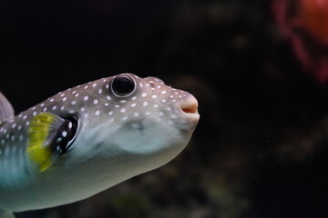 fish in aquarium