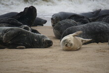 Seals By The Beach At Horsey Gap, Norfolk, UK
Photographed By Sony A6000 In June 2021