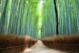 Fototapeta Bambus - 嵐山の竹林の小径