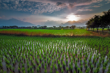 Beautiful landscape growing Paddy rice field with mountain and blue sky background in Nagercoil. Tamil Nadu, South India.