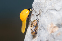 Newly-born Seven-spot Ladybird, Coccinella Septempunctata, Spreading Her Wings Near Her Own Pupa. High Quality Photo