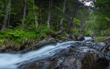 river falling among the rocks and trees of the green  forest