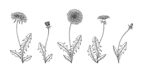 Wall Mural - Hand drawn dandelion floral illustration..