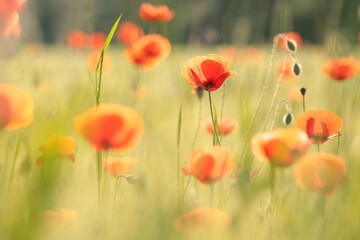 Fotomurales - Poppies in the field on a spring morning