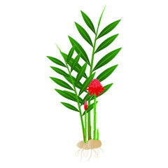 Wall Mural - Etlingera elatior, red torch ginger flower with roots on a white background.