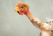 Young, Naked Neck Chicken In A Light Green Background