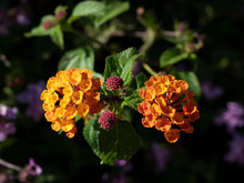 Close Up Of Beautiful Orange Lantana Flowers.