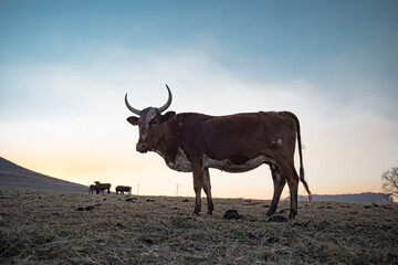 Wall Mural - Nguni cow standing in a farm field