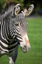 The Grevy's Zebra, Equus Grevyi