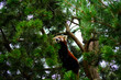 The red panda on a tree in the forest. World Wildlife Day, nature, forest conservation, ecology concept.