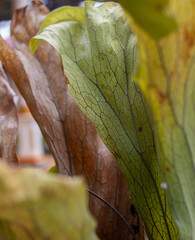 kadaka flower leaves growing on tree trunks