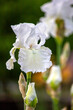 Białe kwiaty irysa odmiany 