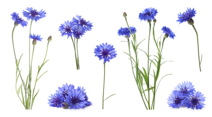 set with beautiful blue cornflowers on white background. banner design