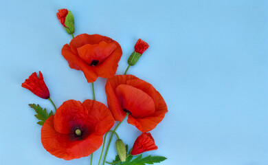 Wall Mural - flowers red poppy ( corn poppy, corn rose, field poppy ) on a blue paper background with space for t