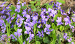 Violet (Viola odorata) grows in the wild