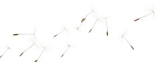 Many Dandelion Seeds Flying On White Background. Banner Design
