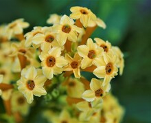 Yellow Flower Cluster