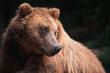 Kamchatka brown bear detail portrait