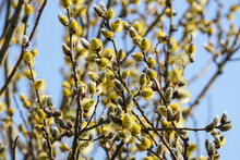Male flowering catkins on a willow tree, goat willow, pussy willow or great sallow, Salix caprea