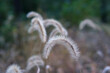 Close-up of yellow dog's tail grass in the park