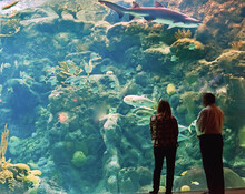 People Watching Though Aquarium Glass Shark And Another Big Fish. Florida Aquarium, Tampa, USA, Feb 2016