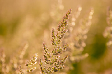 Wall Mural - Field grass and flowers in bright backlighting sunlight. Nature and floral botany