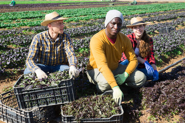 Wall Mural - Friendly team of seasonal farm workers posing on field near boxes with harvested leaf vegetables