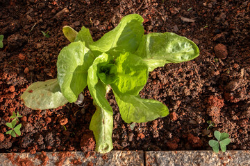 Wall Mural - Close-up of young green lettuce in Brazil