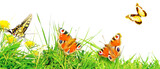 Fototapeta Dinusie - Beautiful nature view of butterfly on blurred background in garden.