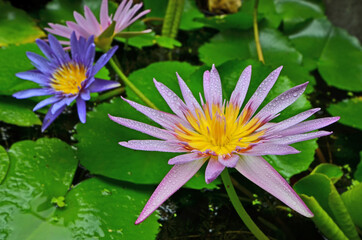 Beautiful water lily flowers with green leaves