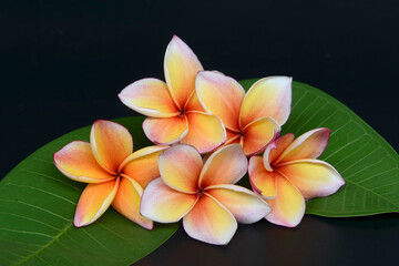 Wall Mural - Frangipani flowers with leaves on black background