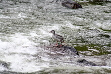 Torrent Duck (Merganetta Armata) In A River In The Intag Valley Outside Of Apuela, Ecuador