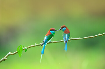 Wall Mural - Blue-throated Bee-eater ,A bright green insect hunter with a long bill and triangular starling-like wings