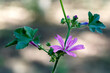 Malva sylvestris. Stem with flower and leaves of common mallow.