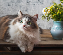 A Fluffy Cat Lies On A Rustic Kitchen Table, Next To A Bouquet Of Wildflowers In A Blue Vase