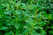 basil in the garden Herb plants grow in an organic garden 001